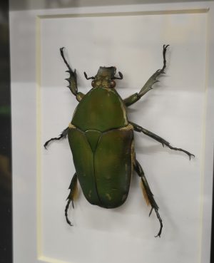 Femal Giant Flower Beetle