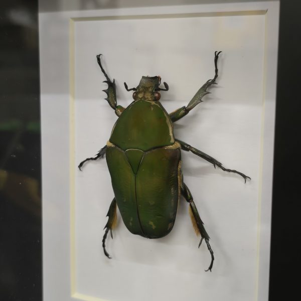 Femal Giant Flower Beetle