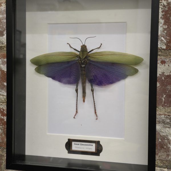 Female Giant Purple Grasshopper - Image 4