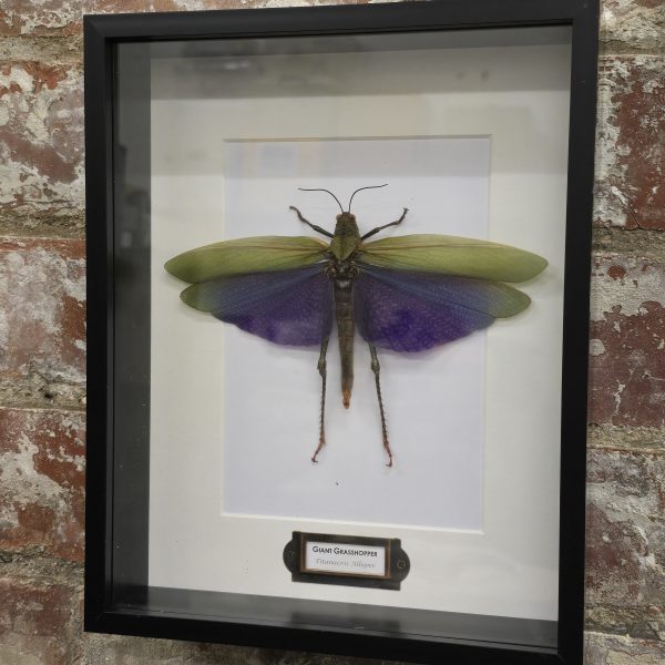 Female Giant Purple Grasshopper - Image 3