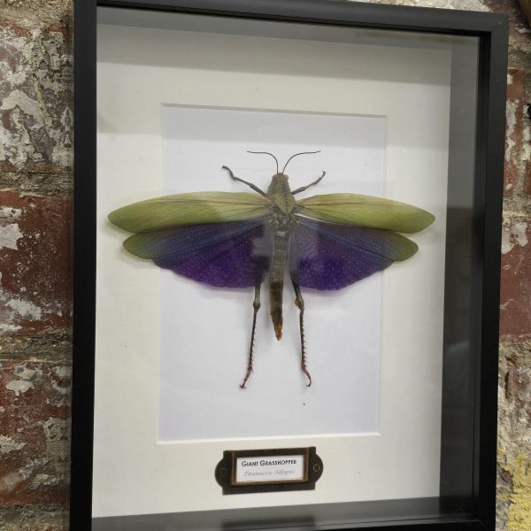 Female Giant Purple Grasshopper - Image 5