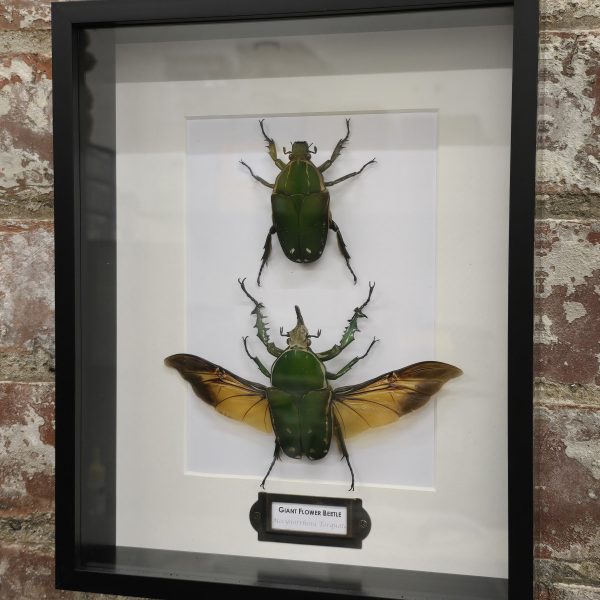 Giant Flower Beetle Pair - Image 2