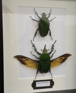 Giant Flower Beetle Pair