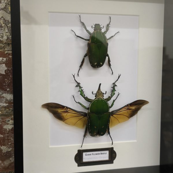 Giant Flower Beetle Pair