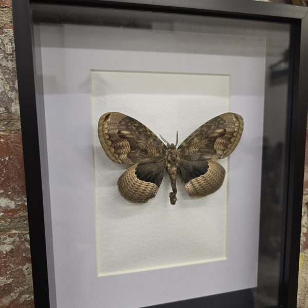 Siberian Owl Moth