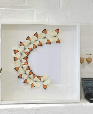 Giant Orange Tip Flash