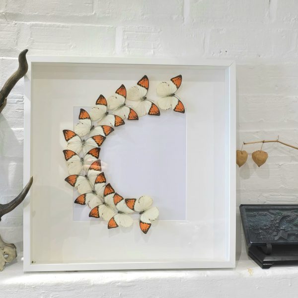 Giant Orange Tip Flash