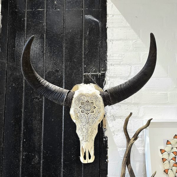 Carved Asian Water Buffalo Skull - Image 3