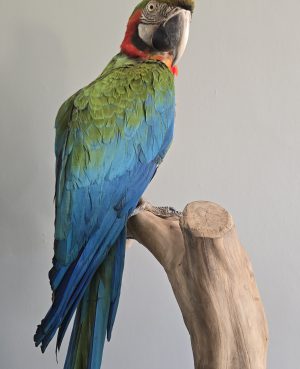 Huge Harlequin Macaw