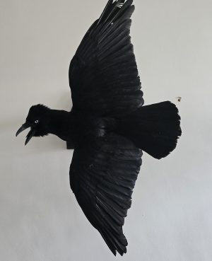 Extra Large in flight wall mounted Crow