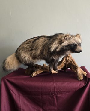Full Mount Tanuki (Japanese Raccoon Dog)