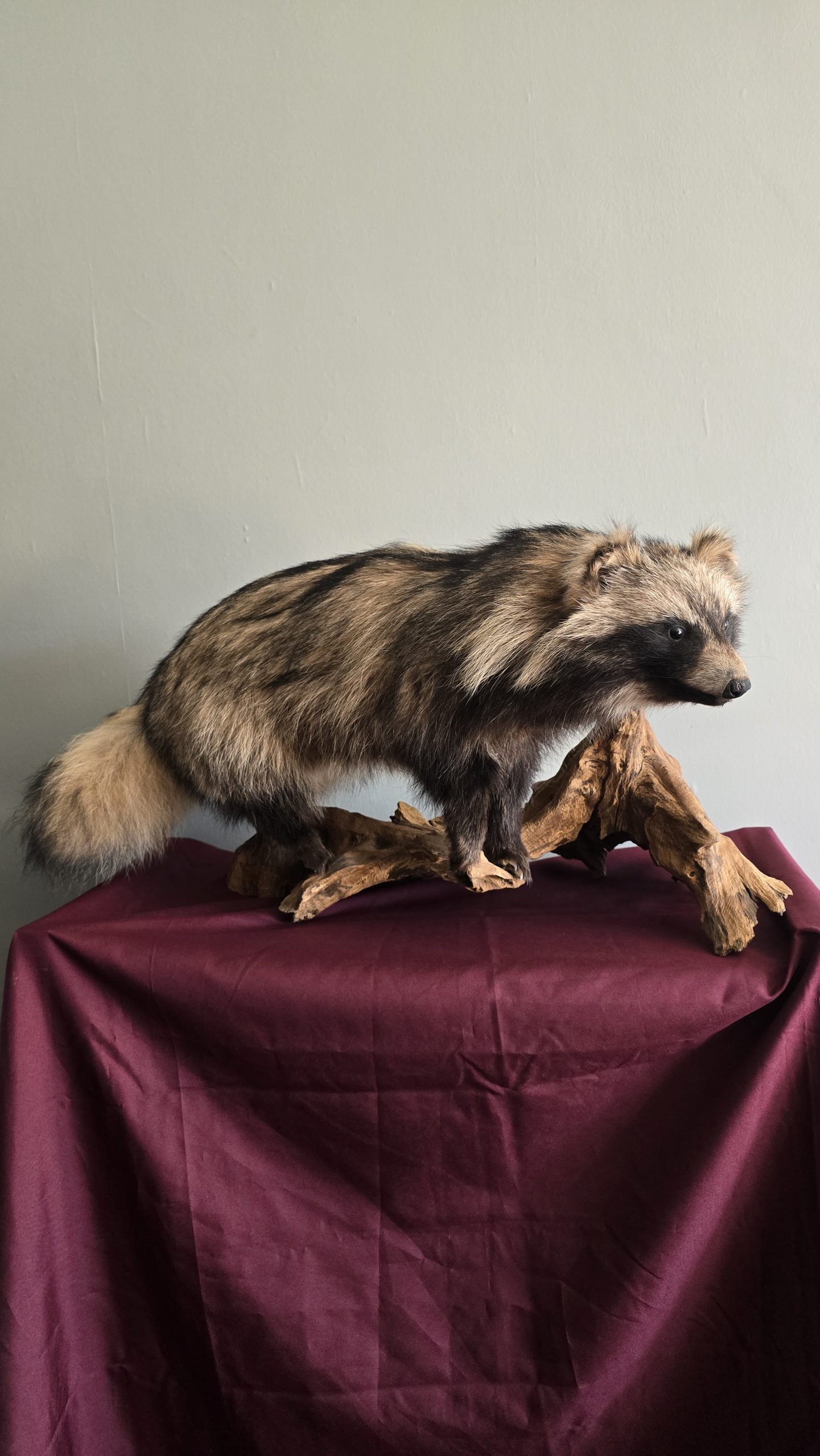 Full Mount Tanuki (Japanese Raccoon Dog)
