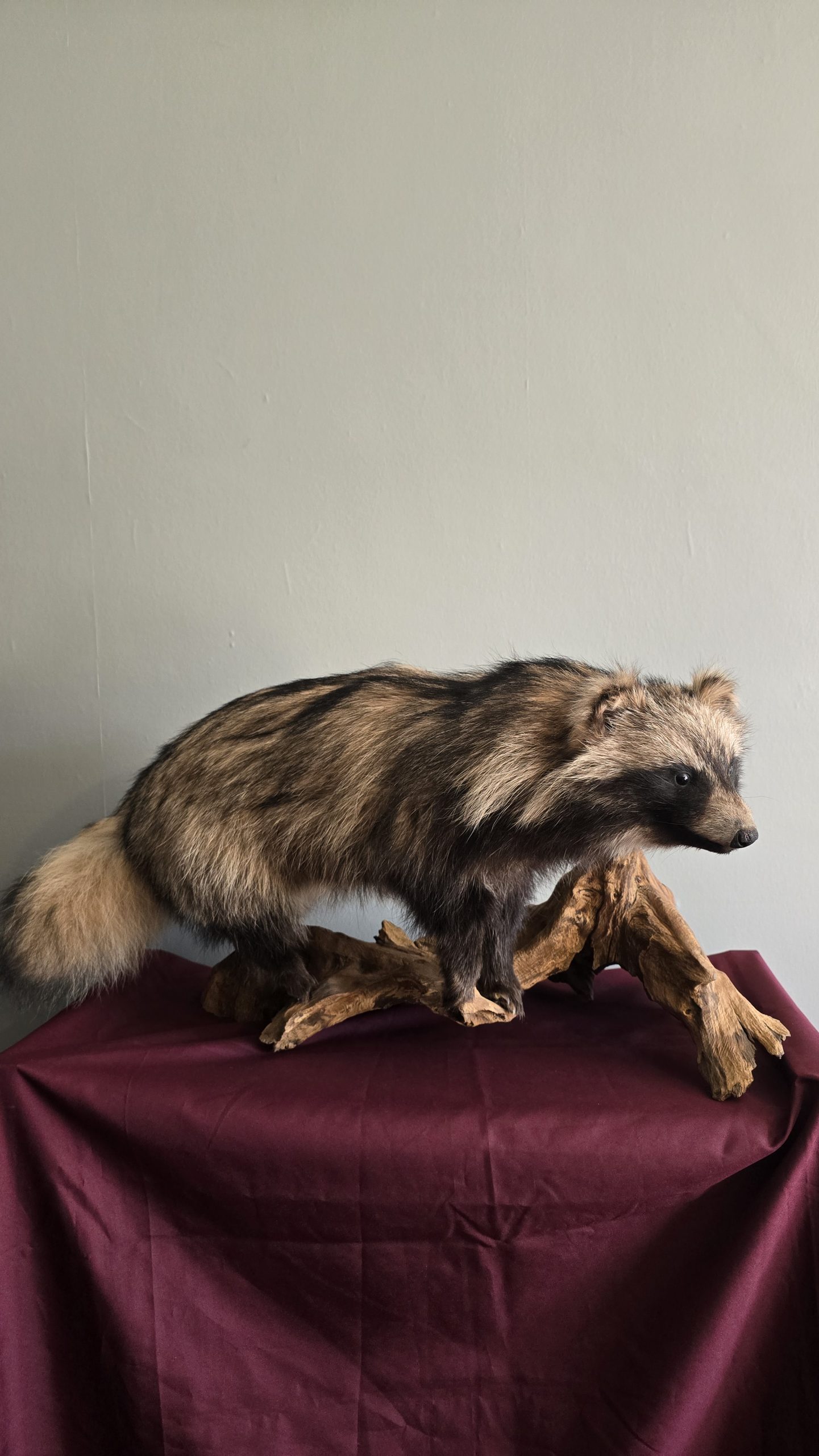 Full Mount Tanuki (Japanese Raccoon Dog) - Image 3