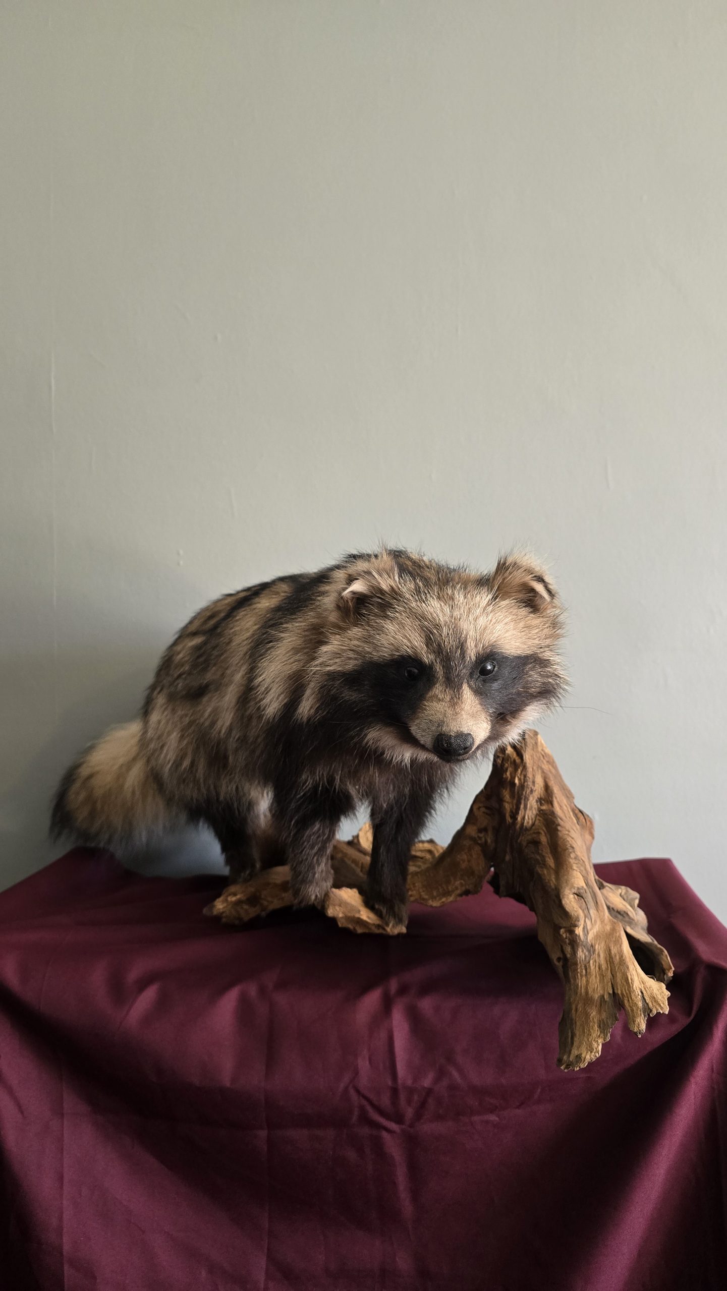 Full Mount Tanuki (Japanese Raccoon Dog) - Image 2
