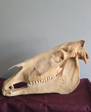 Burchell's Zebra Skull