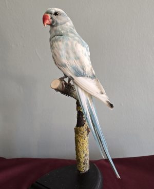 Large Sky Blue & White Parakeet