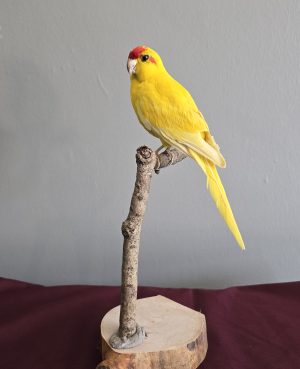 Gorgeous Yellow Parakeet