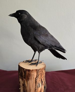 Mounted Jackdaw