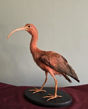 Scarlet Ibis Mount