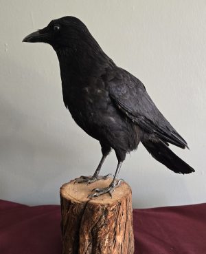 Large Crow