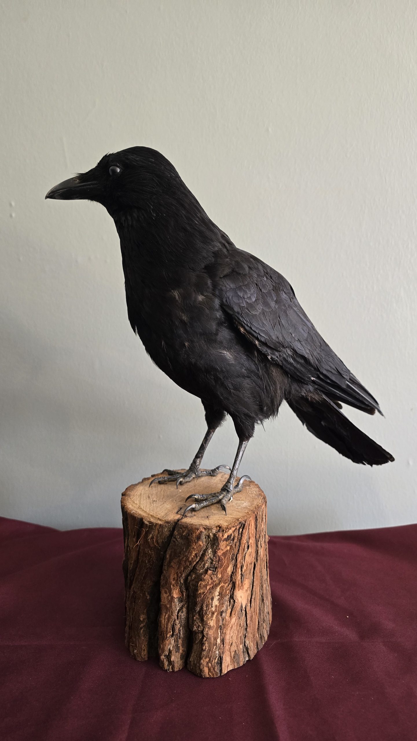 Large Crow