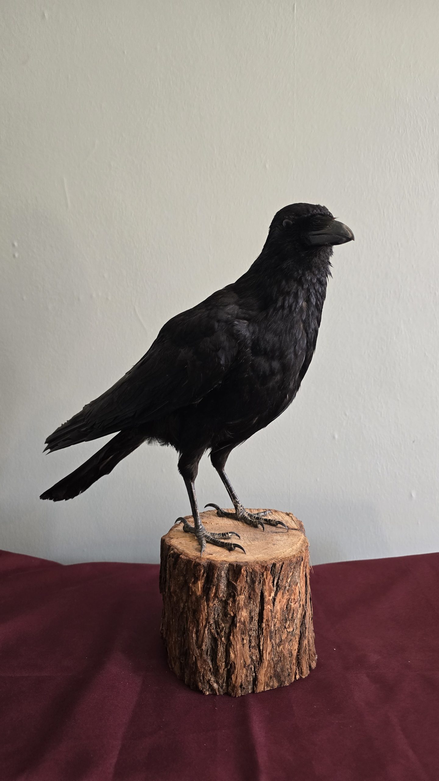 Large Crow - Image 2