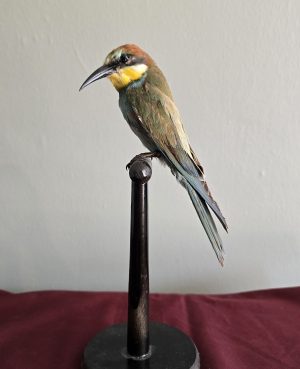 Eurasian Bee-Eater mount