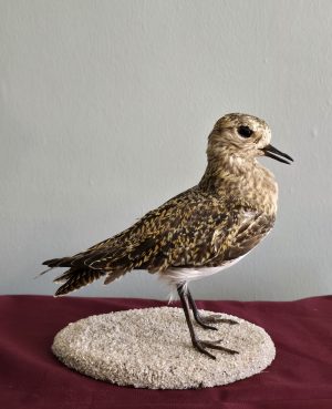Cute Sandpiper mount