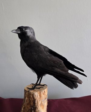Mounted Jackdaw