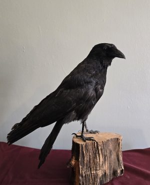Large Crow