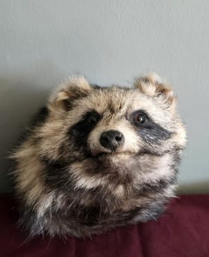 Head Mount Tanuki (Japanese Raccoon Dog)