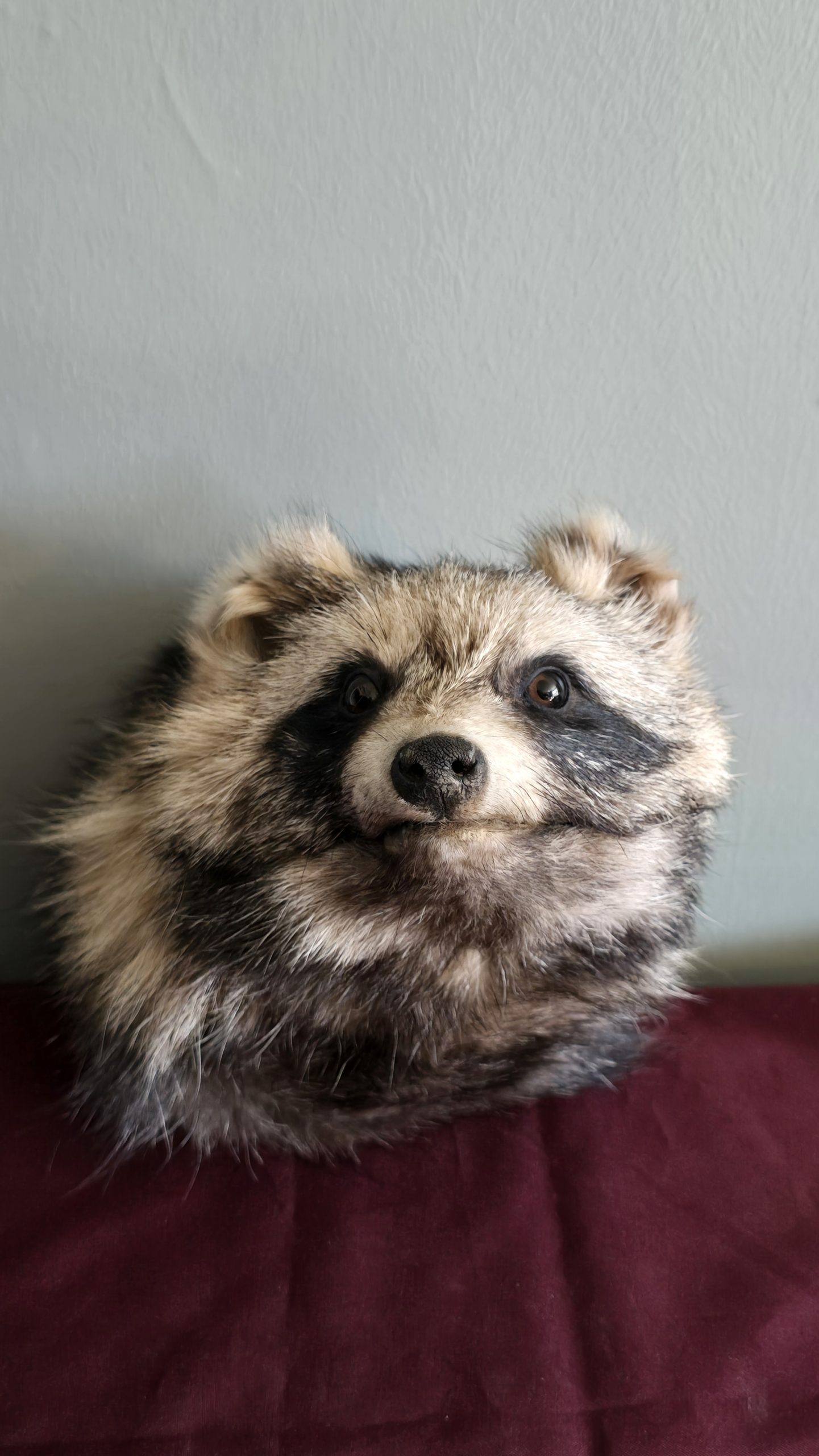 Head Mount Tanuki (Japanese Raccoon Dog)