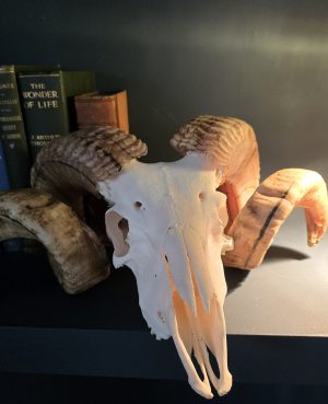 Persian Mouflon Ram Skull