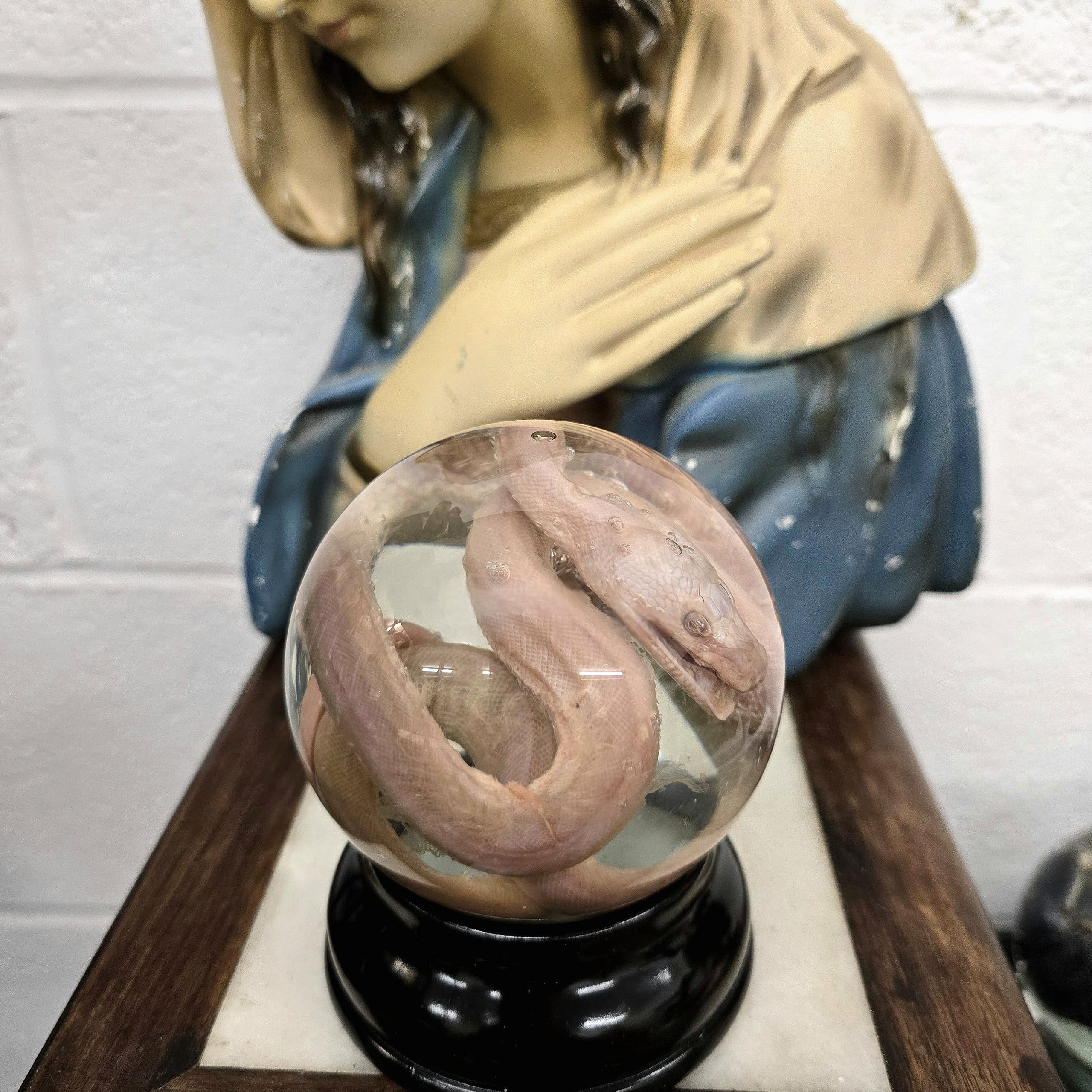 Albino Python - Image 2