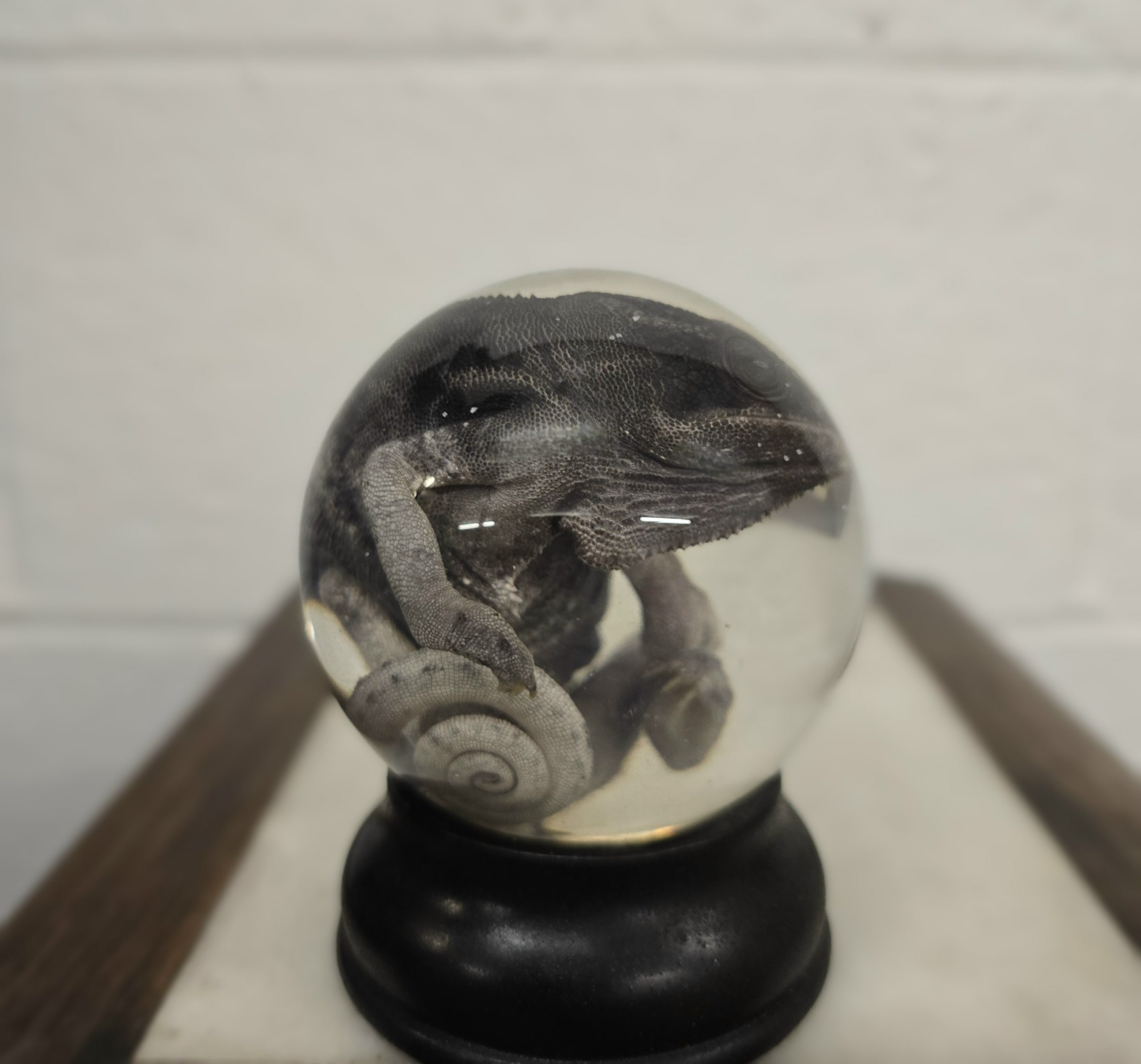 Beautiful Chameleon - Image 3