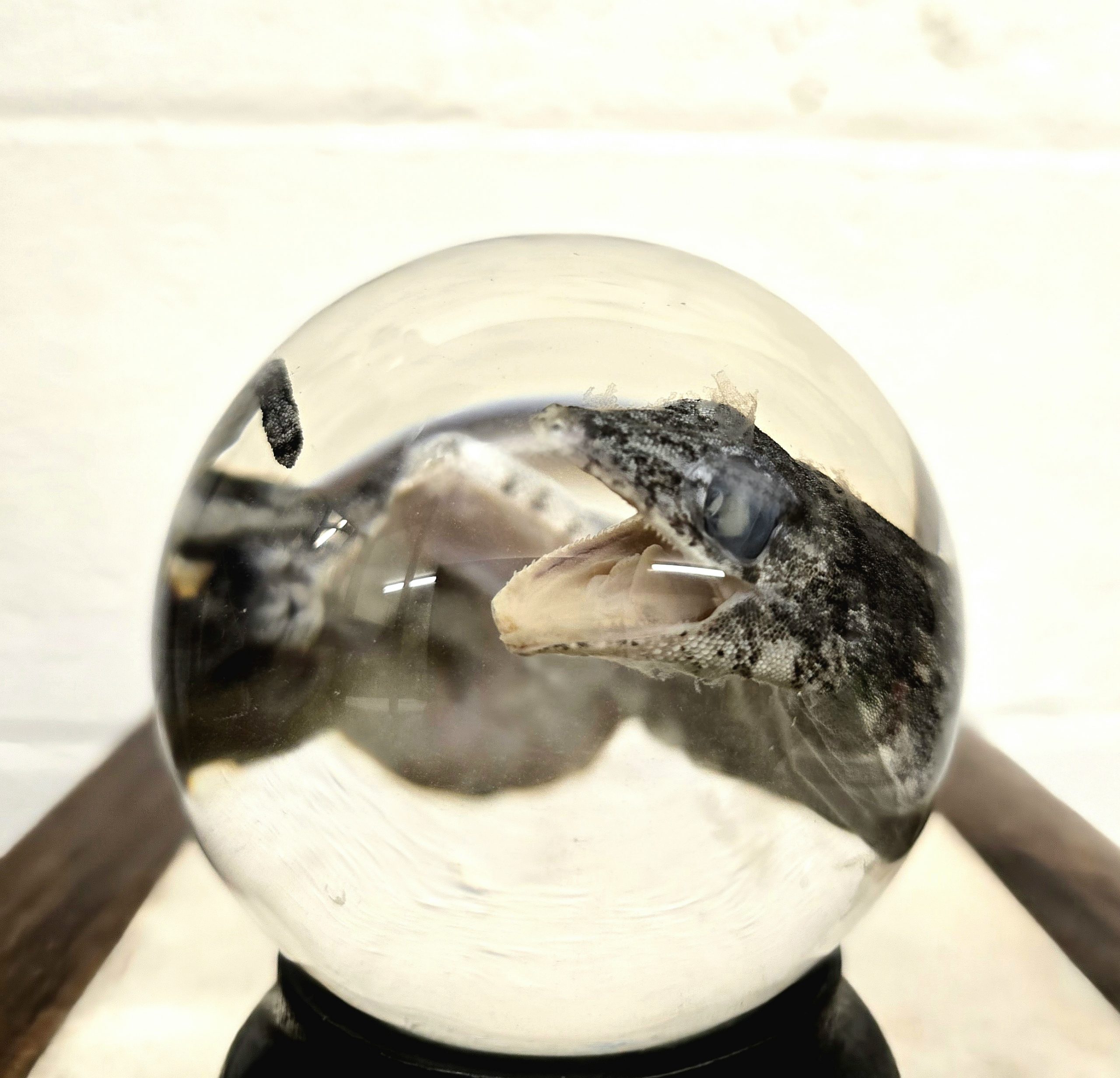 Chinese Water Dragon Lizard Large - Image 2