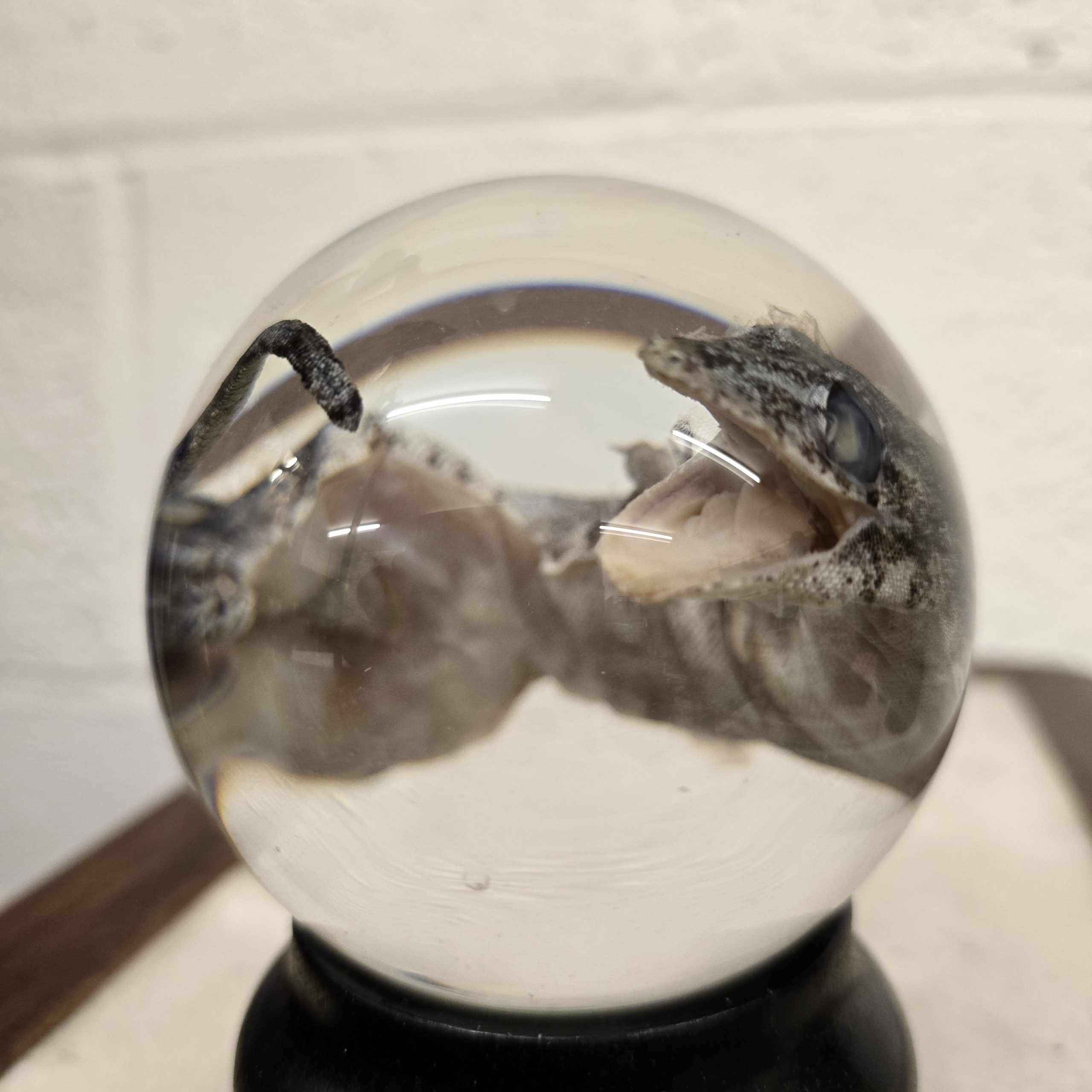 Chinese Water Dragon Lizard Large - Image 3