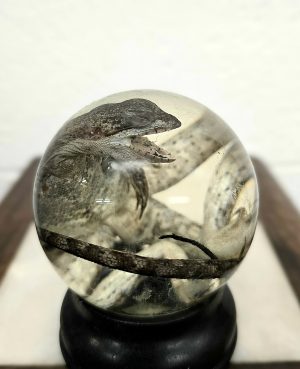 Chinese Water Dragon Lizard Large