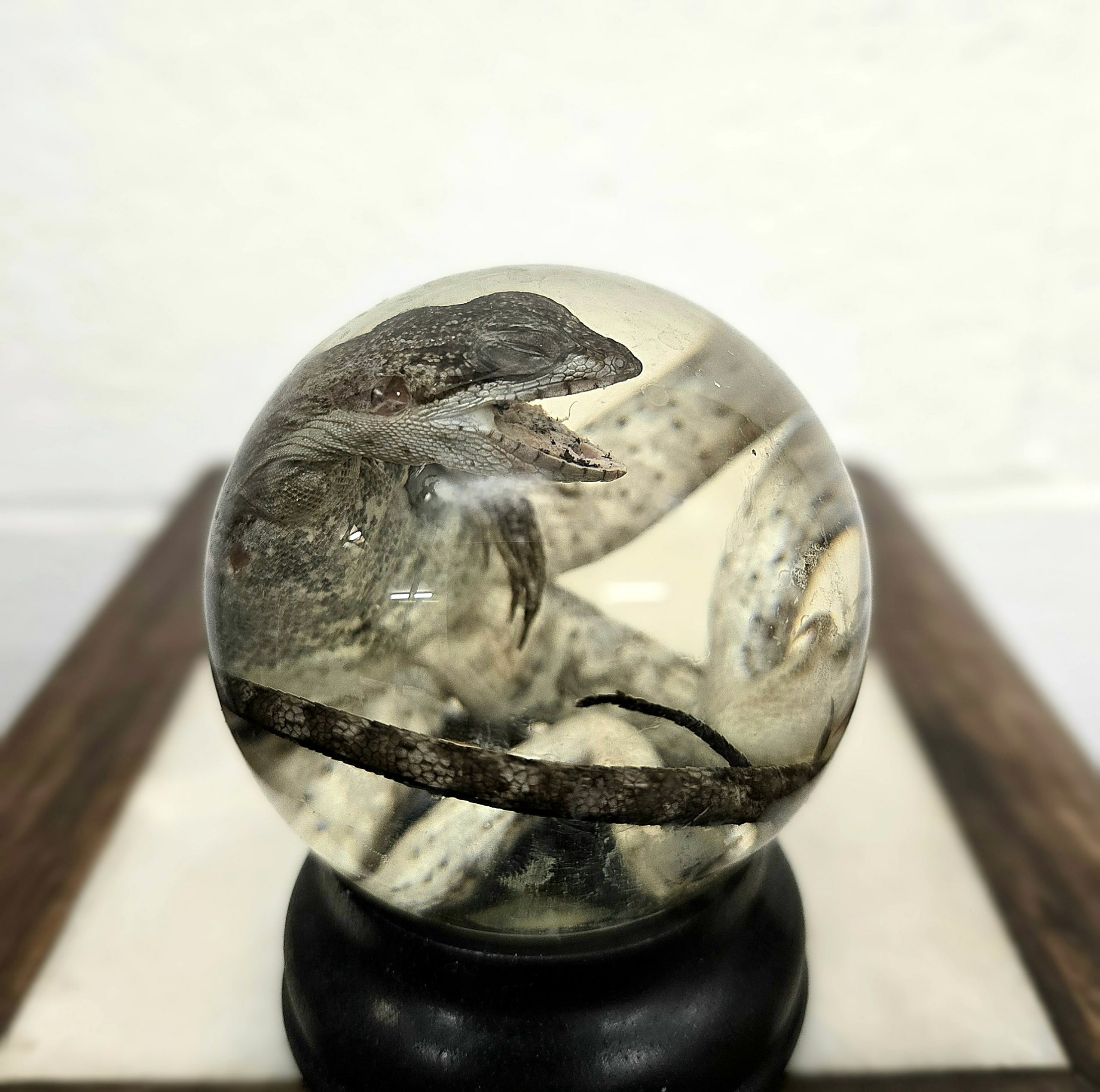 Chinese Water Dragon Lizard Large