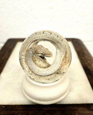 Green Tree Python Baby Yellow Variant