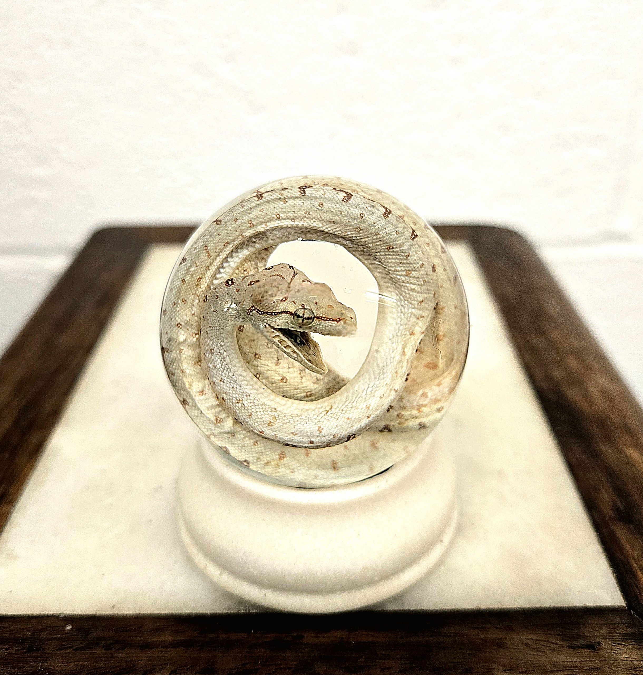 Green Tree Python Baby Yellow Variant