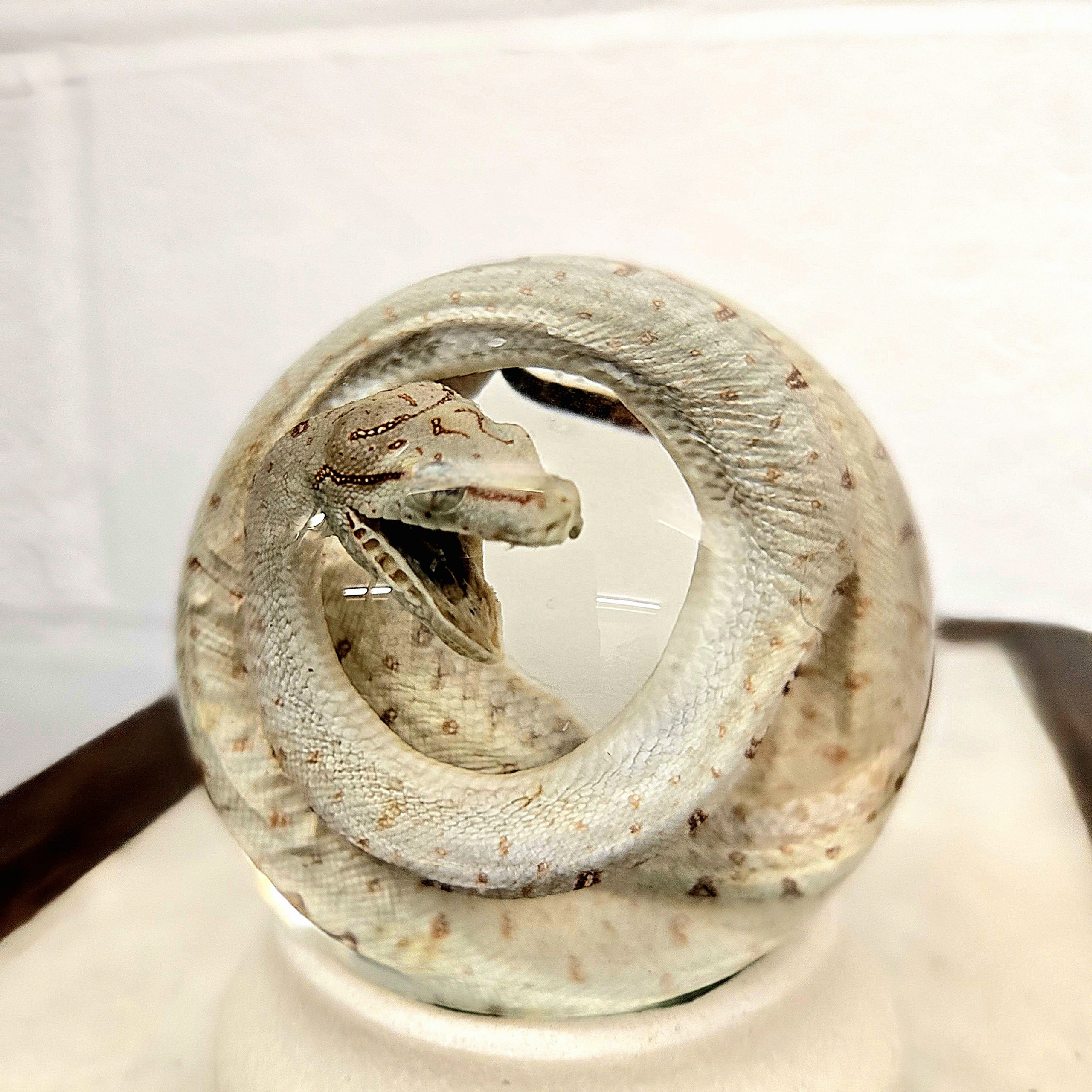 Green Tree Python Baby Yellow Variant - Image 2