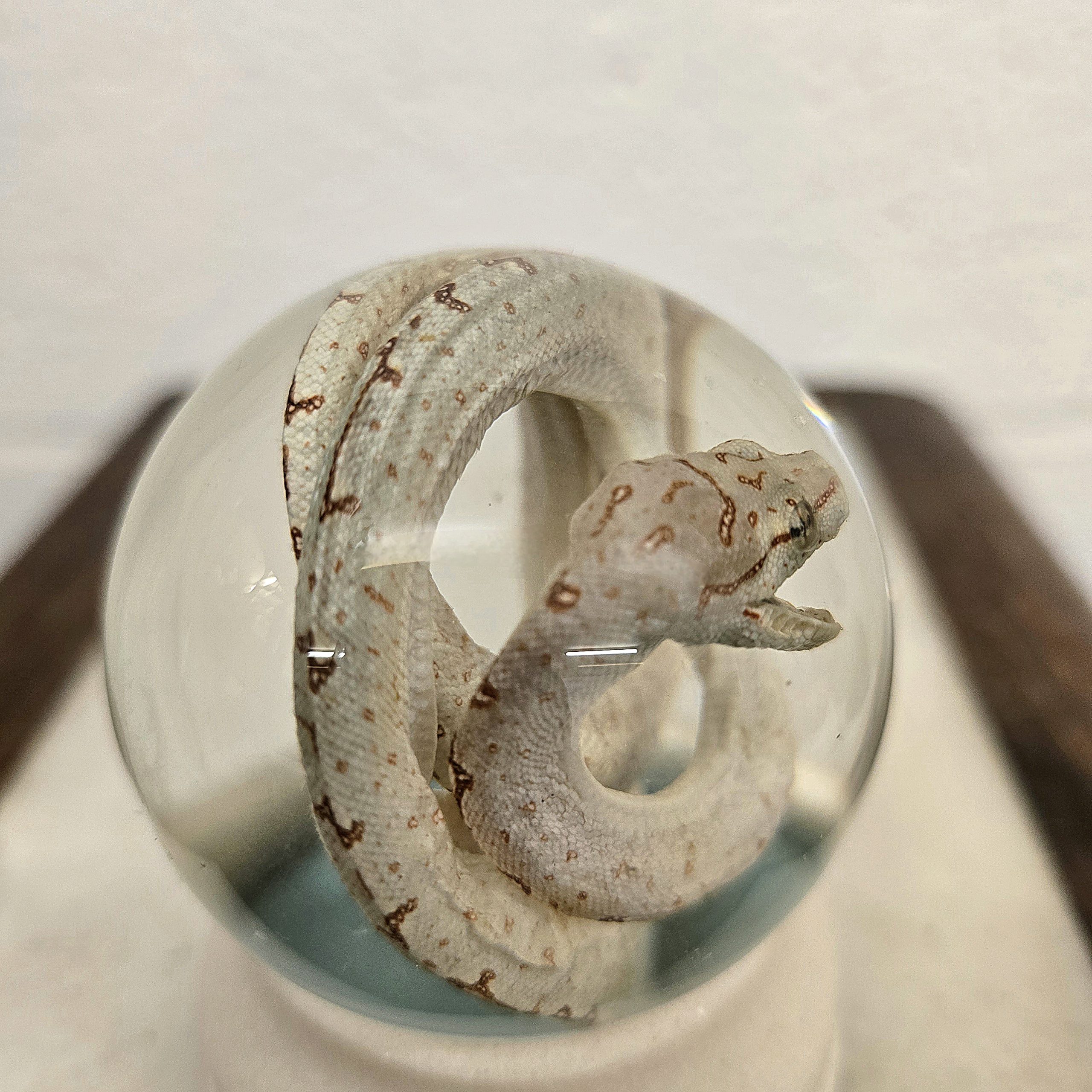 Green Tree Python Baby Yellow Variant - Image 4