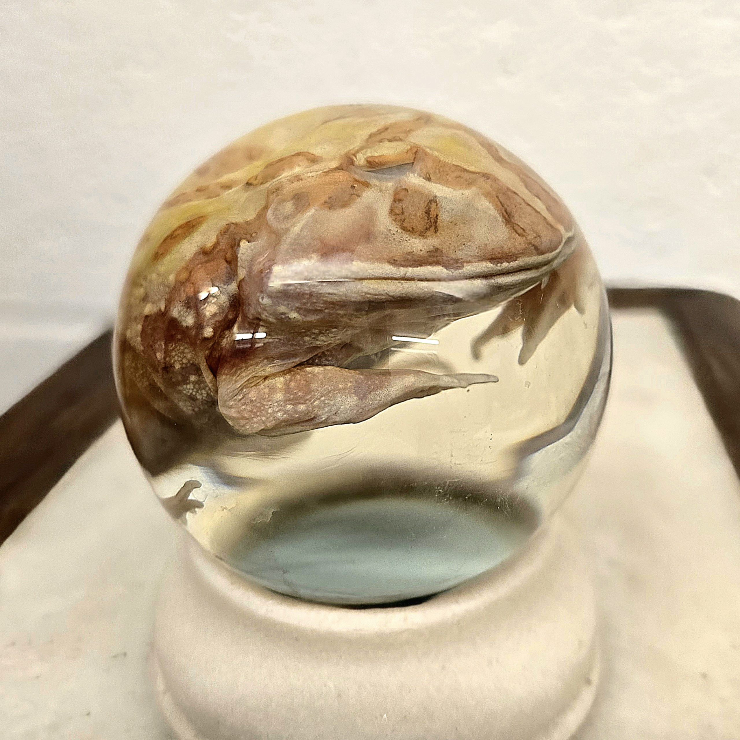 HypnoToad (Pacman) - Image 2