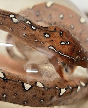 Green Tree Python Baby Mid Red Mouth Open