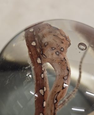 Green Tree Python Baby Light Red Mouth Open