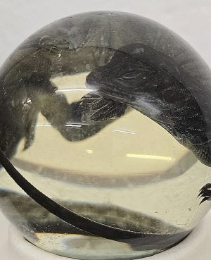 Chinese Water Dragon Lizard