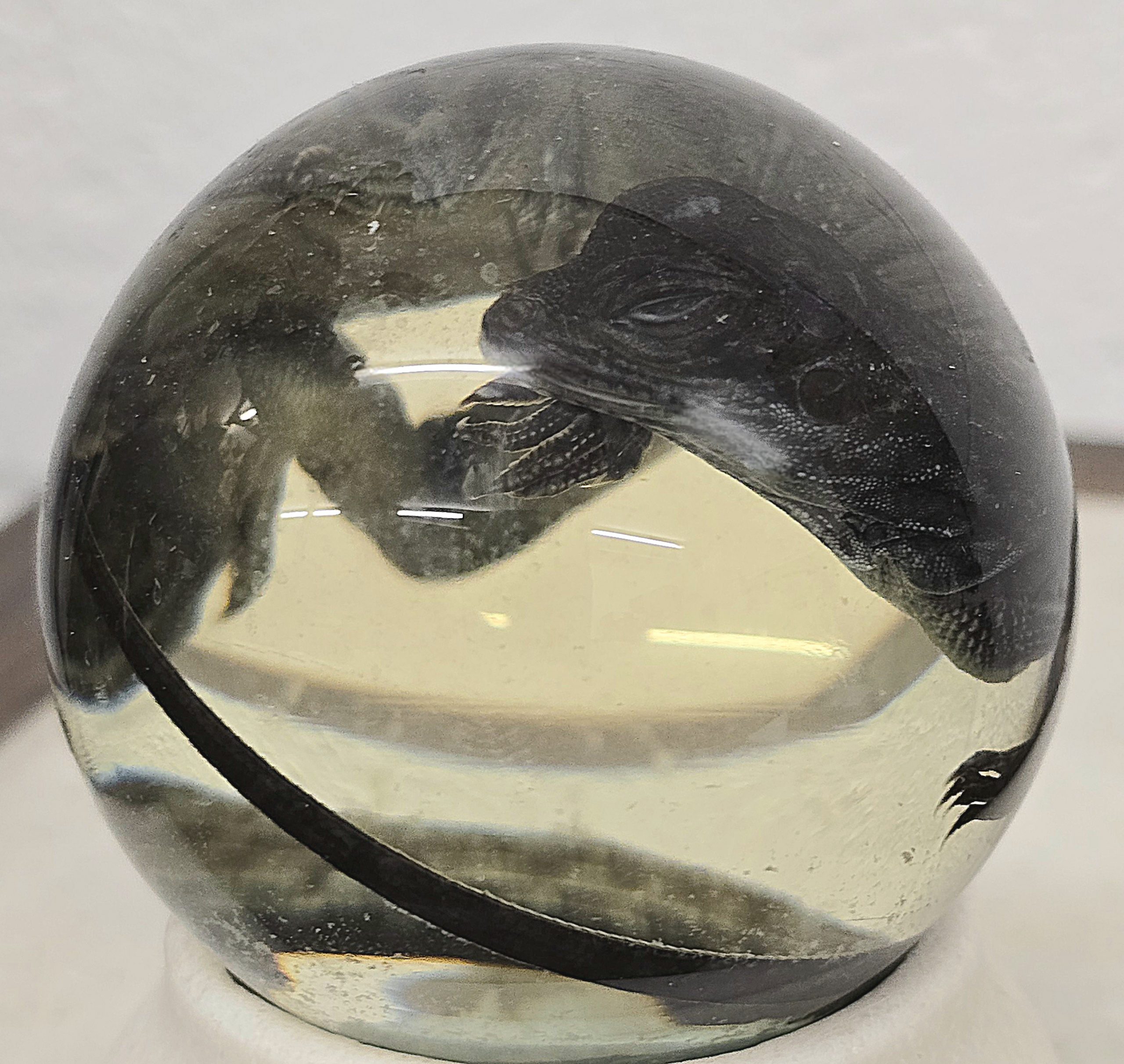 Chinese Water Dragon Lizard