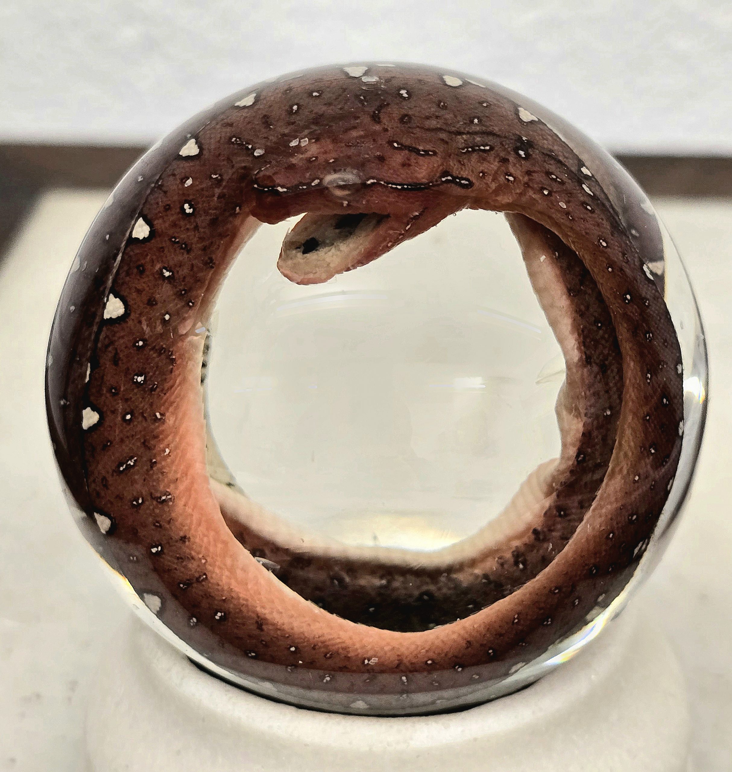 Green Tree Python Baby Deep Red Mouth Open - Image 2