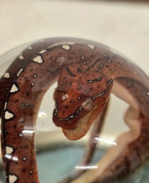 Green Tree Python Baby Deep Red Mouth Open